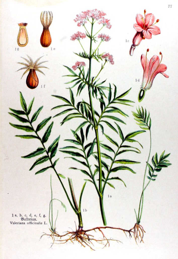 Historische botanische Illustration des Echten Baldrians (Valeriana officinalis) mit Blüten, Blättern, Wurzeln und Samen.