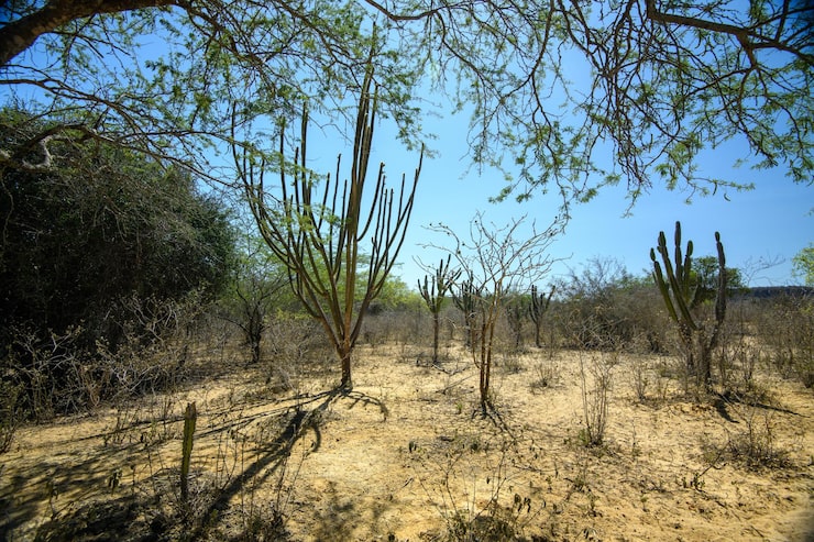 Trockene Caatinga-Landschaft mit Kakteen und laublosen Bäumen in Pernambuco, Brasilien