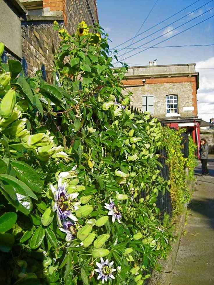 Blühende Passionsblume mit weiß-violetten Blüten und zahlreichen Knospen, die an einer begrünten Mauer entlangrankt.