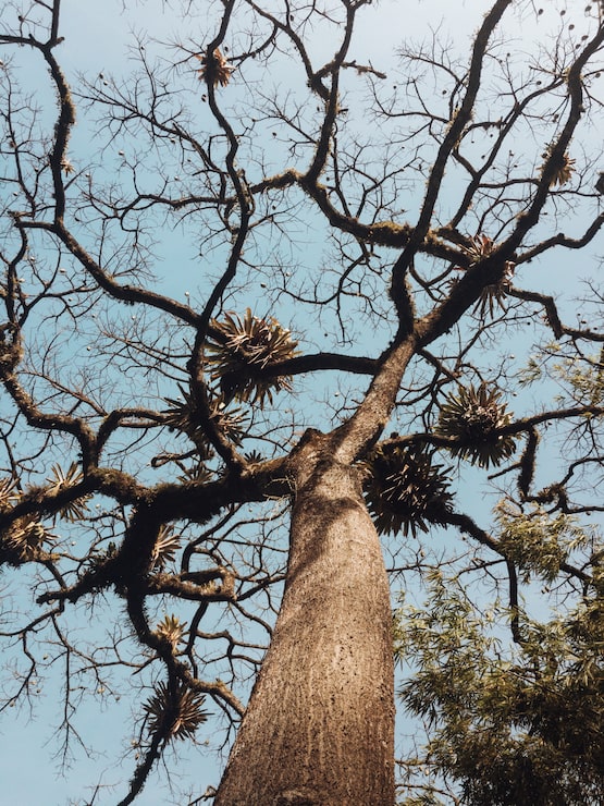 Yohimbe-Baum (Pausinystalia johimbe) mit kräftigem Stamm und verzweigter Baumkrone – tropischer Baum aus West- und Zentralafrika