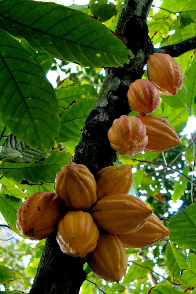 Kakaobaum (Theobroma cacao) mit orangefarbenen Kakaofrüchten, die direkt am Stamm wachsen