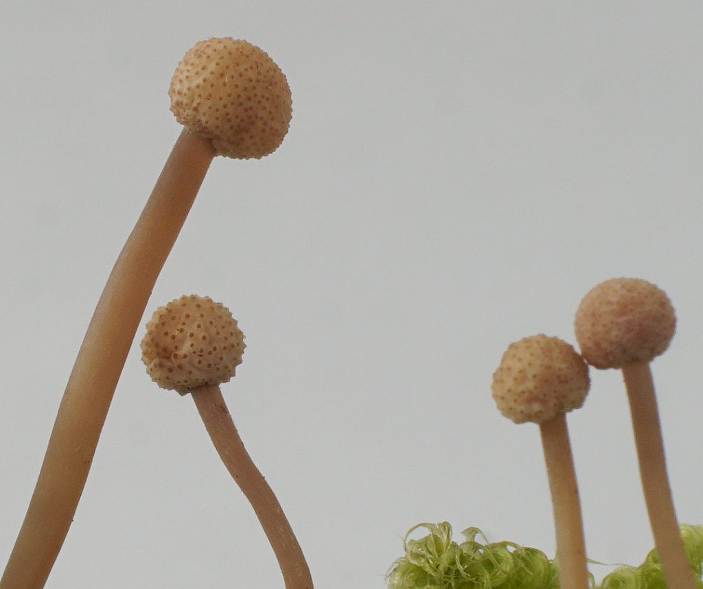 Fruchtkörper von Mutterkorn (Claviceps purpurea) mit kugelförmigen Stromata während der Fortpflanzungsphase des Mutterkornpilzes