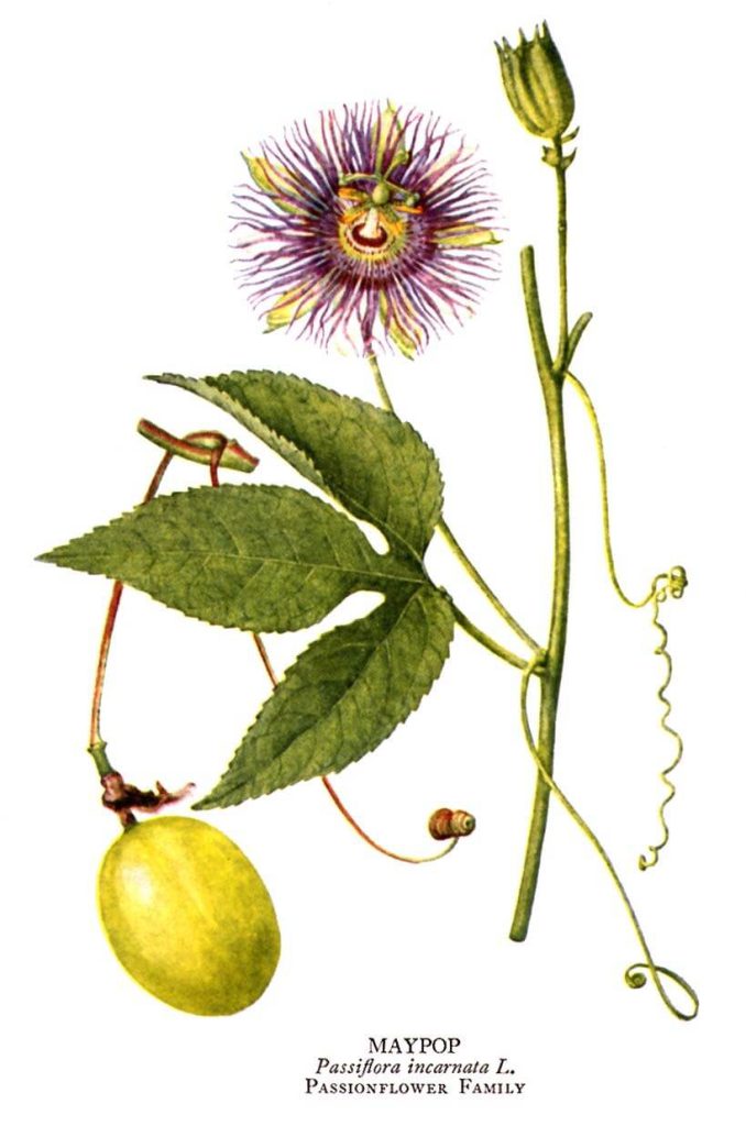 Historische botanische Illustration der Passionsblume Passiflora incarnata mit violetter Blüte, dreilappigen Blättern, Ranken, Knospe und gelber Frucht.