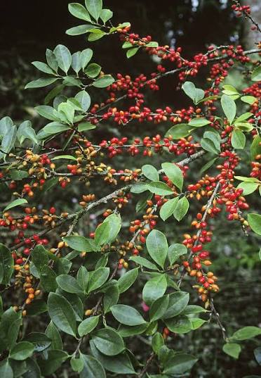 Kokastrauch (Erythroxylum coca) mit grünen Blättern und roten Früchten
