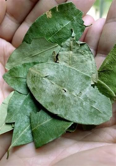 Kokablätter (Erythroxylum coca) in der Hand einer Person