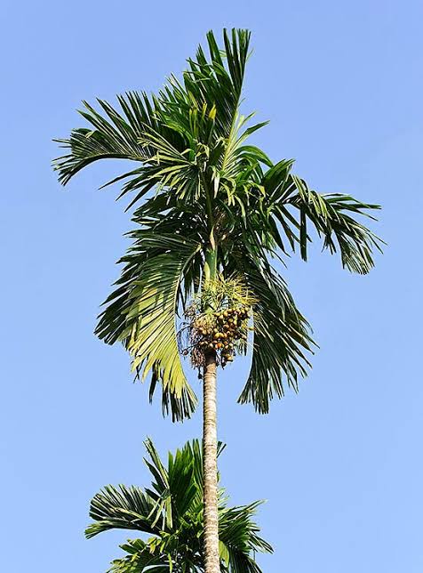 Arekapalme (Areca catechu) mit Früchten – Pflanze der sogenannten Betelnuss