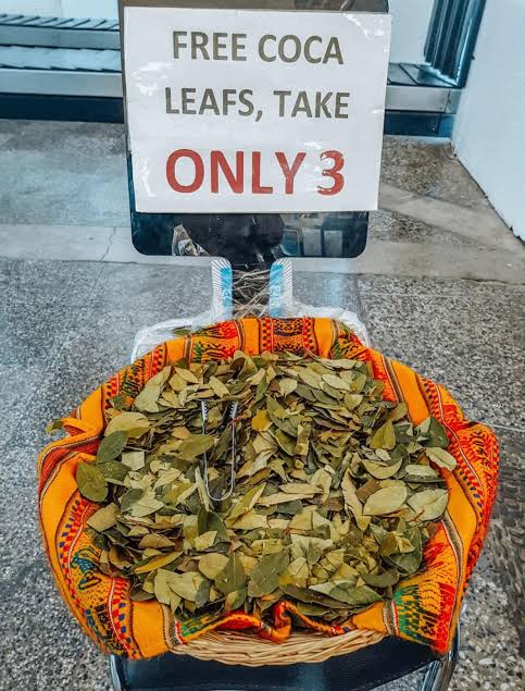 Kokablätter zur freien Entnahme in einem Korb mit Hinweisschild “Free Coca Leafs, Take Only 3”