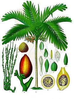 Botanische Illustration der Arekapalme (Areca catechu) mit Blüten, Früchten und Samen der sogenannten Betelnuss