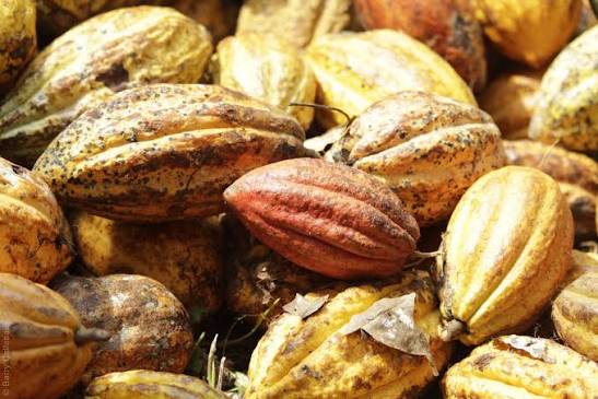 Kakaofrüchte des Kakaobaums (Theobroma cacao) in verschiedenen Reifestadien mit gelber, orangefarbener und rötlicher Schale