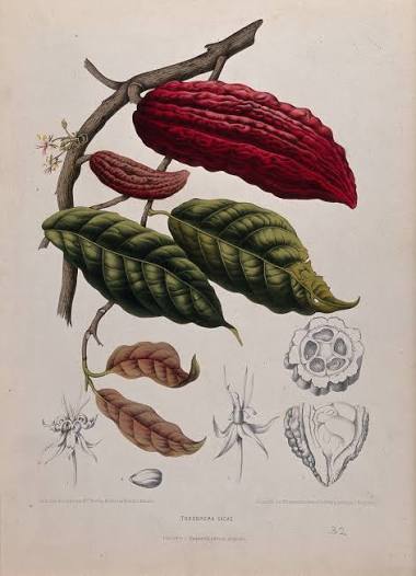 Historische botanische Illustration des Kakaobaums (Theobroma cacao) mit Kakaofrüchten, Blättern, Blüten und Samen
