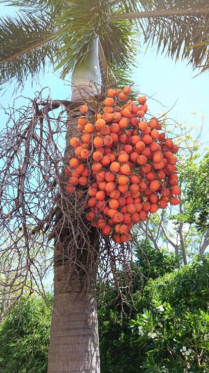 Arekapalme (Areca catechu) mit reifen orange-roten Früchten, deren Samen als Areka- oder Betelnüsse verwendet werden