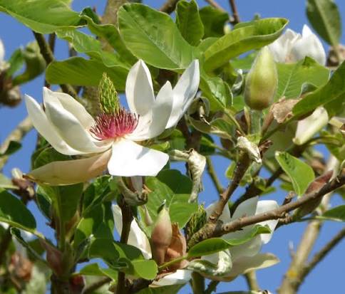 Blühende Magnolia officinalis mit weißen Magnolienblüten und grünen Blättern – Ursprung der traditionellen Magnolienrinde Houpo