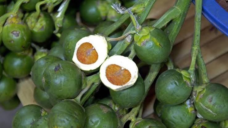 Frische grüne Früchte der Arekapalme (Areca catechu) im Querschnitt mit sichtbarer Arekanuss (Betelnuss)
