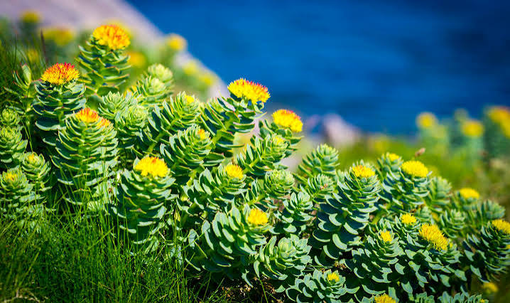 Rosenwurz (Rhodiola rosea) mit fleischigen grünen Blättern und gelb-orangefarbenen Blüten an einem felsigen, alpinen Standort.