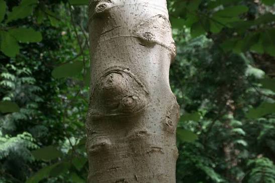 Stamm und Rinde von Magnolia officinalis (Houpo), der traditionellen chinesischen Arzneipflanze und natürlichen Quelle von Magnolol und Honokiol