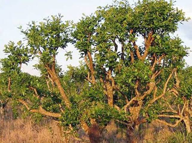 Yohimbe-Baum (Pausinystalia johimbe) in seinem natürlichen Lebensraum in Afrika mit charakteristischer verzweigter Baumkrone und dichter grüner Belaubung