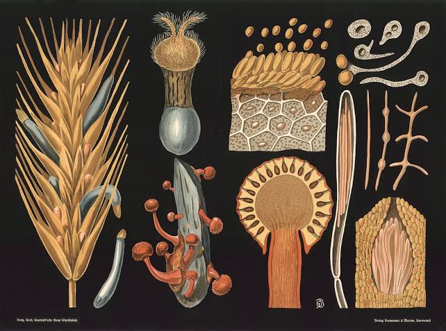 Historische botanische Illustration von Mutterkorn (Claviceps purpurea) mit befallener Getreideähre, Sklerotien, Fruchtkörpern und Pilzstrukturen