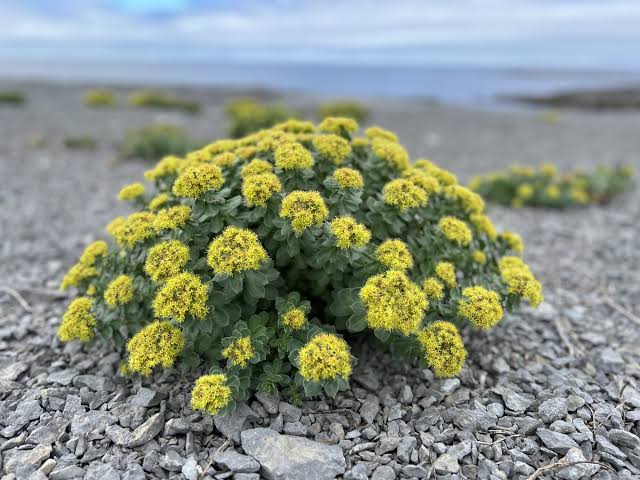 Blühender Rosenwurz (Rhodiola rosea) mit zahlreichen gelben Blüten auf steinigem Boden in einer kargen Küstenlandschaft.