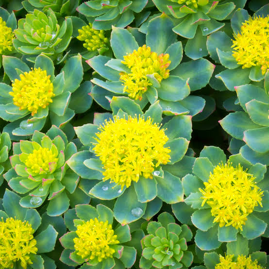 Nahaufnahme von Rosenwurz (Rhodiola rosea) mit blaugrünen, fleischigen Blättern und leuchtend gelben Blütenständen.