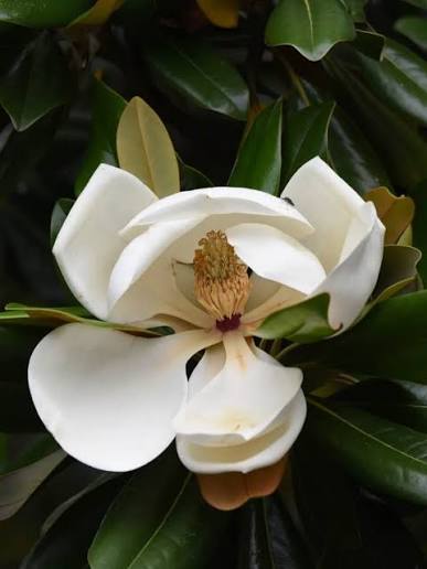 Weiße Blüte von Magnolia officinalis (Houpo), der traditionellen chinesischen Arzneipflanze mit Magnolol und Honokiol