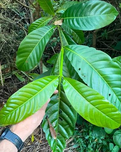 Yohimbe (Pausinystalia johimbe) mit großen, glänzend grünen Blättern – tropischer Baum aus West- und Zentralafrika und natürliche Quelle des Alkaloids Yohimbin