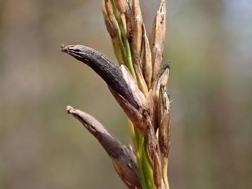 Nahaufnahme von Mutterkorn (Claviceps purpurea) mit dunklen, hornförmigen Sklerotien an einer befallenen Getreideähre