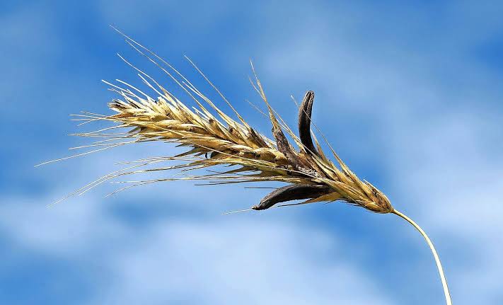 Mit Mutterkorn (Claviceps purpurea) befallene Roggenähre mit dunklen, hornförmigen Sklerotien des Mutterkornpilzes