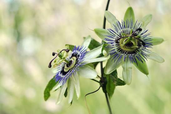 Zwei blühende Passionsblumen mit weiß-violetten Blüten und filigraner Strahlenkrone an einer rankenden Pflanze.