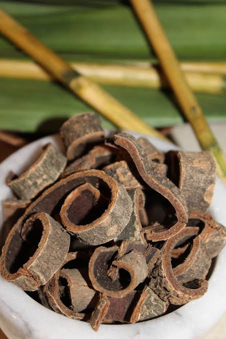 Getrocknete Magnolienrinde (Magnolia officinalis), in der TCM als Houpo bekannt und natürliche Quelle von Magnolol und Honokiol