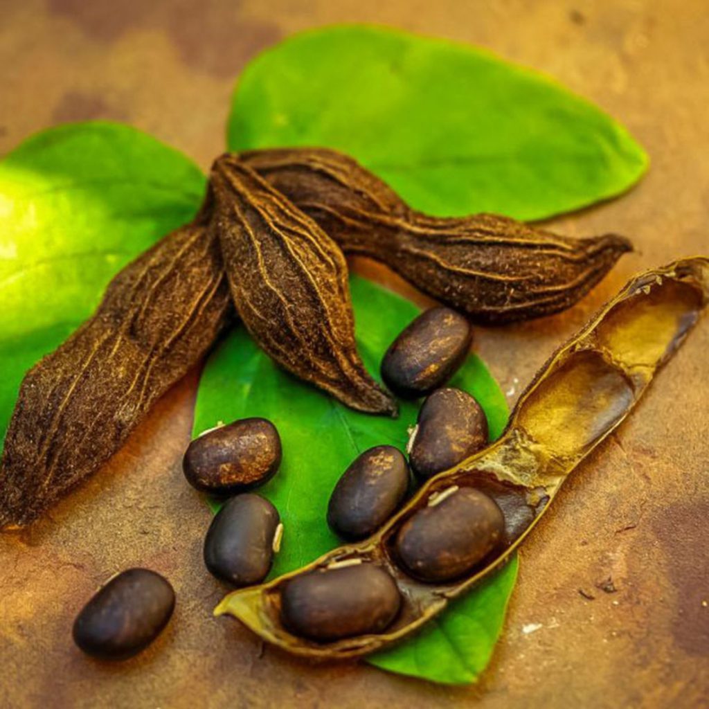 Samtbohne (Mucuna pruriens) mit dunklen Samen, geöffneten Hülsen und grünen Blättern