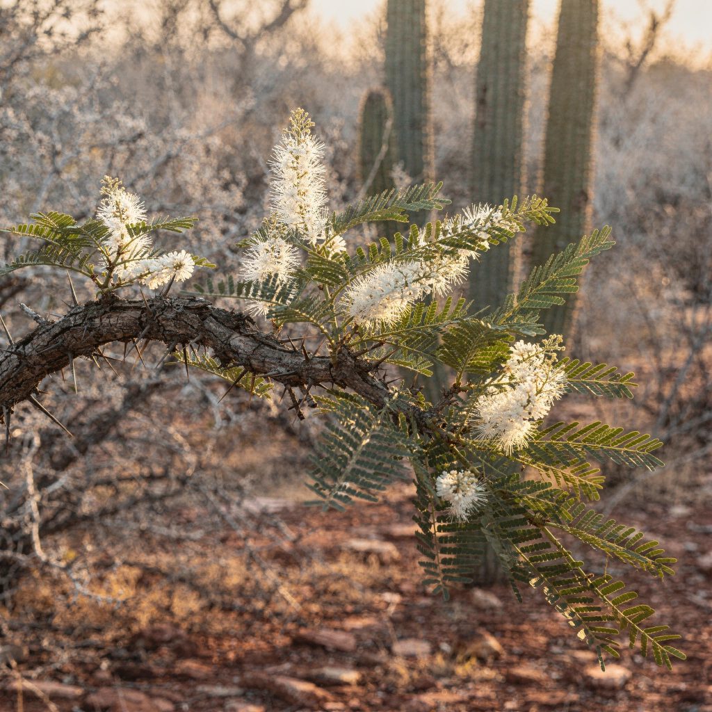 Zweig von Mimosa tenuiflora mit gefiederten Blättern und weißen Blütenständen