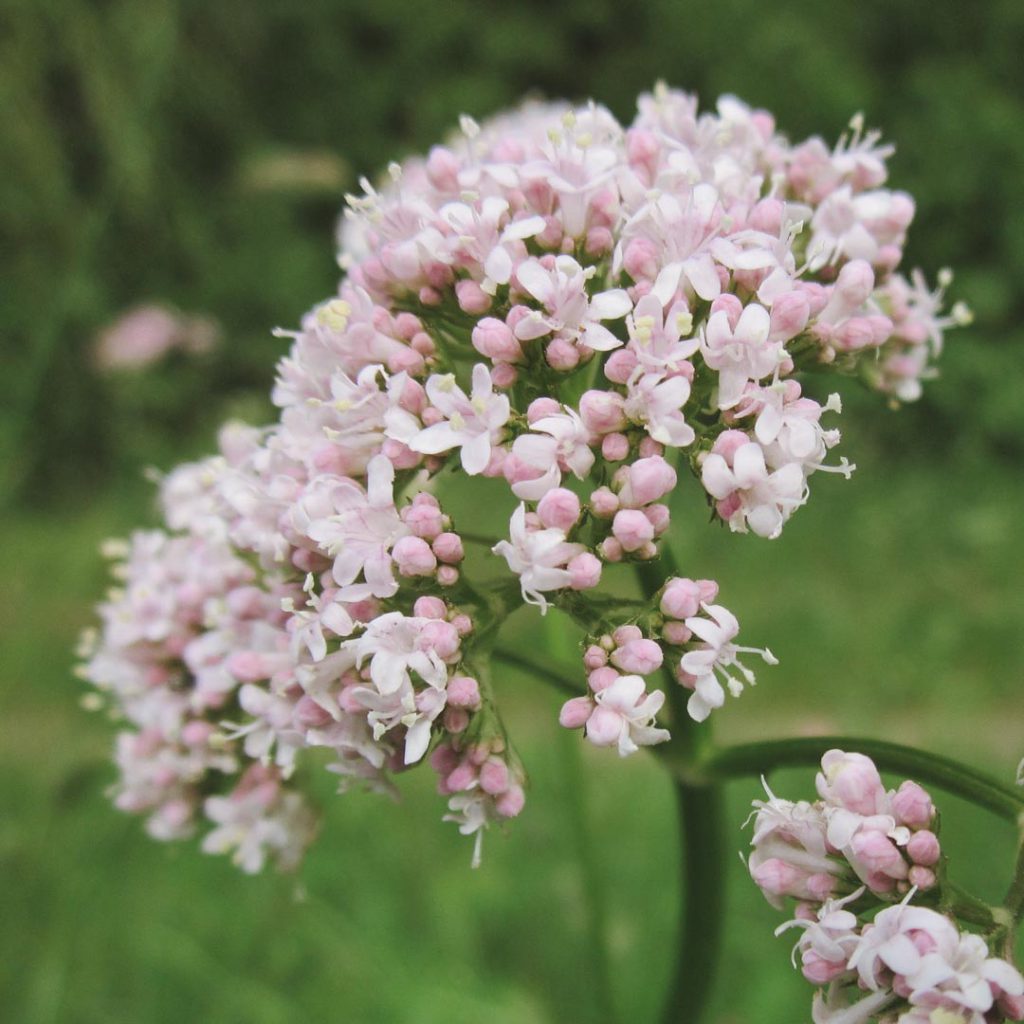 Blüten des Echten Baldrians (Valeriana officinalis) mit weiß-rosa Blütenständen vor grünem Hintergrund.